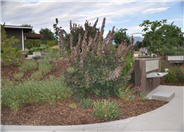 Cotinus obovatus
