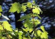 Rocky Mountain Maple