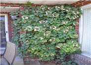 Silverlace Vine