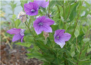Pleuraphis jamesii