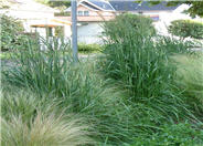 Calamagrostis acutiflora