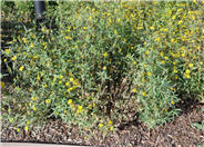 Viguiera multiflora