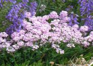 Persian Rockcress