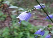 Lilyleaf  Ladybells