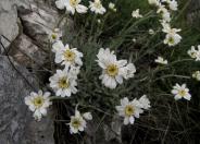 Serbian Yarrow