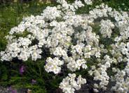 Greek Yarrow
