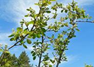 Amelanchier utahensis