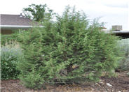 Juniperus osteosperma