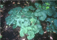 Wild Ginger
