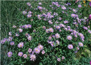 Aster x frikartii