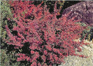 Rose Glow Barberry