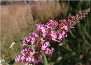 Pink Delight Butterfly Bush