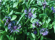 Centaurea montana