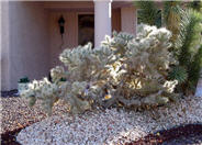 Silver Cholla