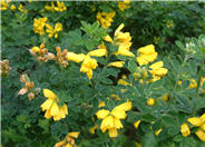 Cytisus x praecox 'Allgold'