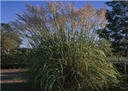 Erianthus ravennae