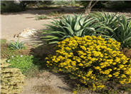 Turpentine Bush