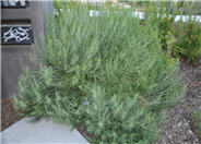 Rubber Rabbitbrush
