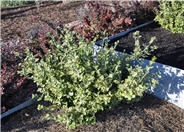 Euonymus fortunei 'Canadale Gold'