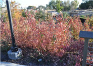 Purpleleaf  Wintercreeper