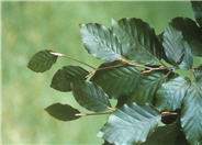 European Beech