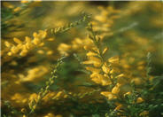 Genista lydia