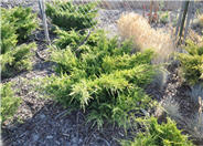 Juniperus chinensis 'Old Gold'