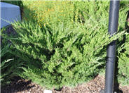 Juniperus chinensis 'Sea Green'