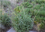 Knautia macedonica