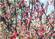 Prairifire Crabapple