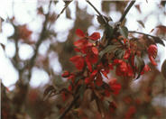 Royalty Crabapple