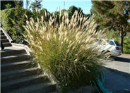Miscanthus sinensis 'Yaku Jima'