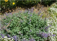 Nepeta racemosa