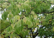 Phellodendron amurense