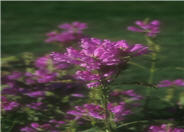 Physostegia virginiana