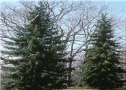 Picea omorika