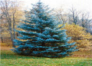 Picea pungens 'Hoopsii'