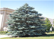 Picea pungens 'Baby Blue Eyes'