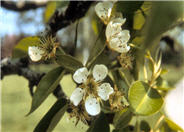 Pyrus communis