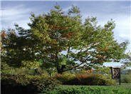 Quercus rubra