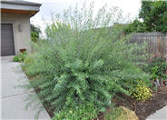 Arctic Blue Willow