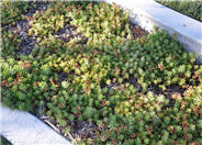 Sedum kamtschaticum