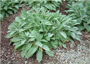 Stachys byzantina 'Helene von Stein'