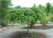 Ulmus glabra 'Camperdownii'
