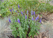 Woolly or Silver Speedwell