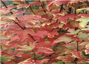 American Cranberrybush Viburnum