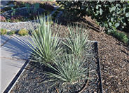 Yucca baileyi
