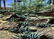 Yucca pallida