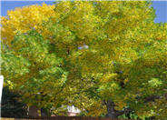 Green Ash
