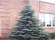 Grand Fir, Lowland Fir